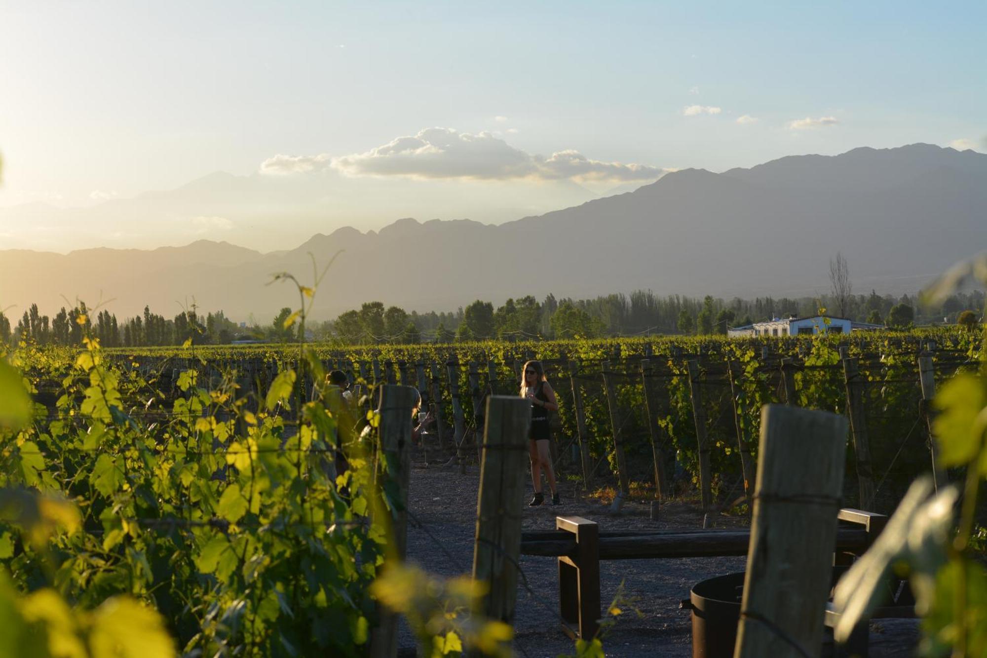 Viamonte Winery Lodge Chacras de Coria Dış mekan fotoğraf